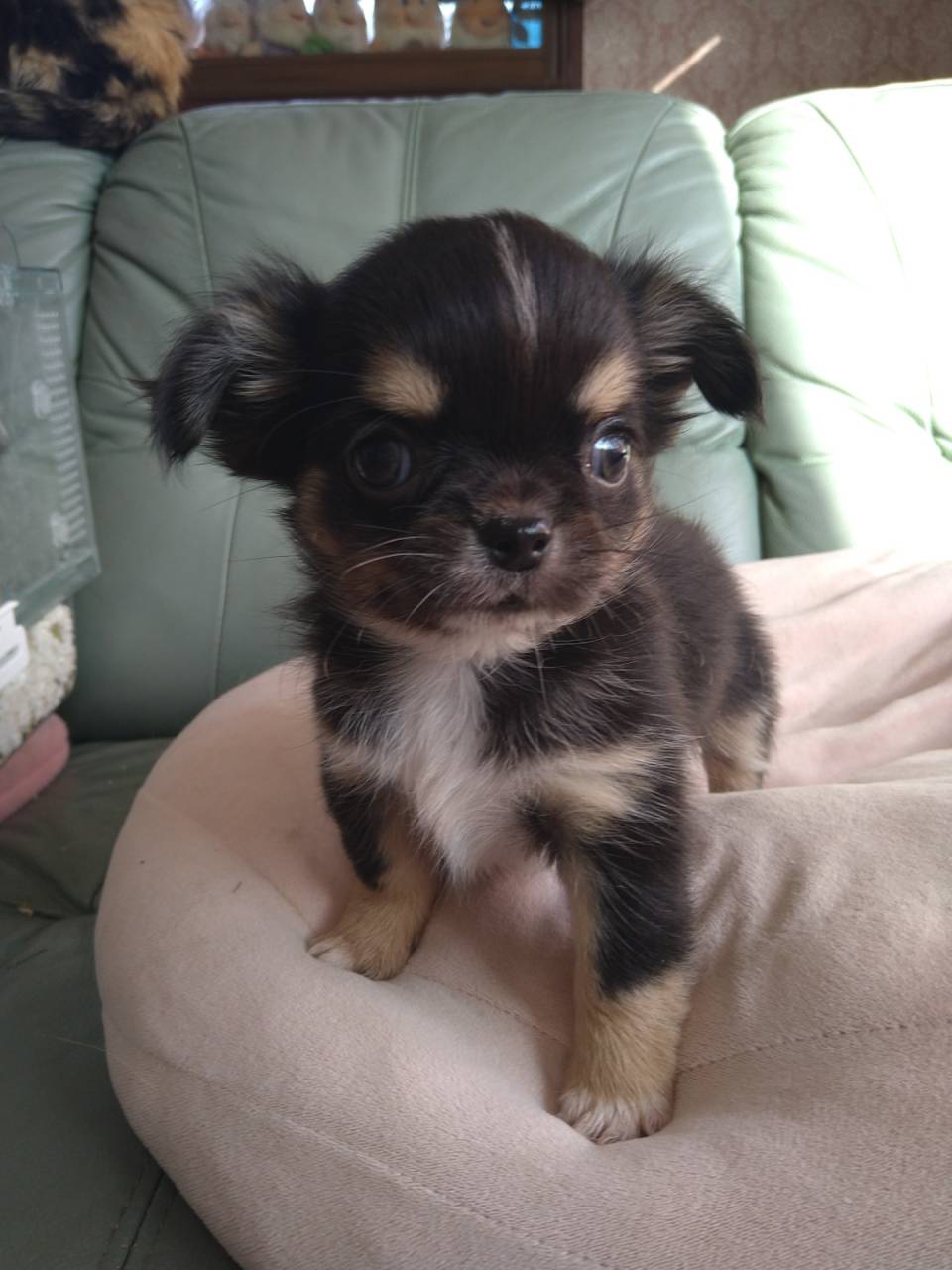 ロングチワワ生まれてます