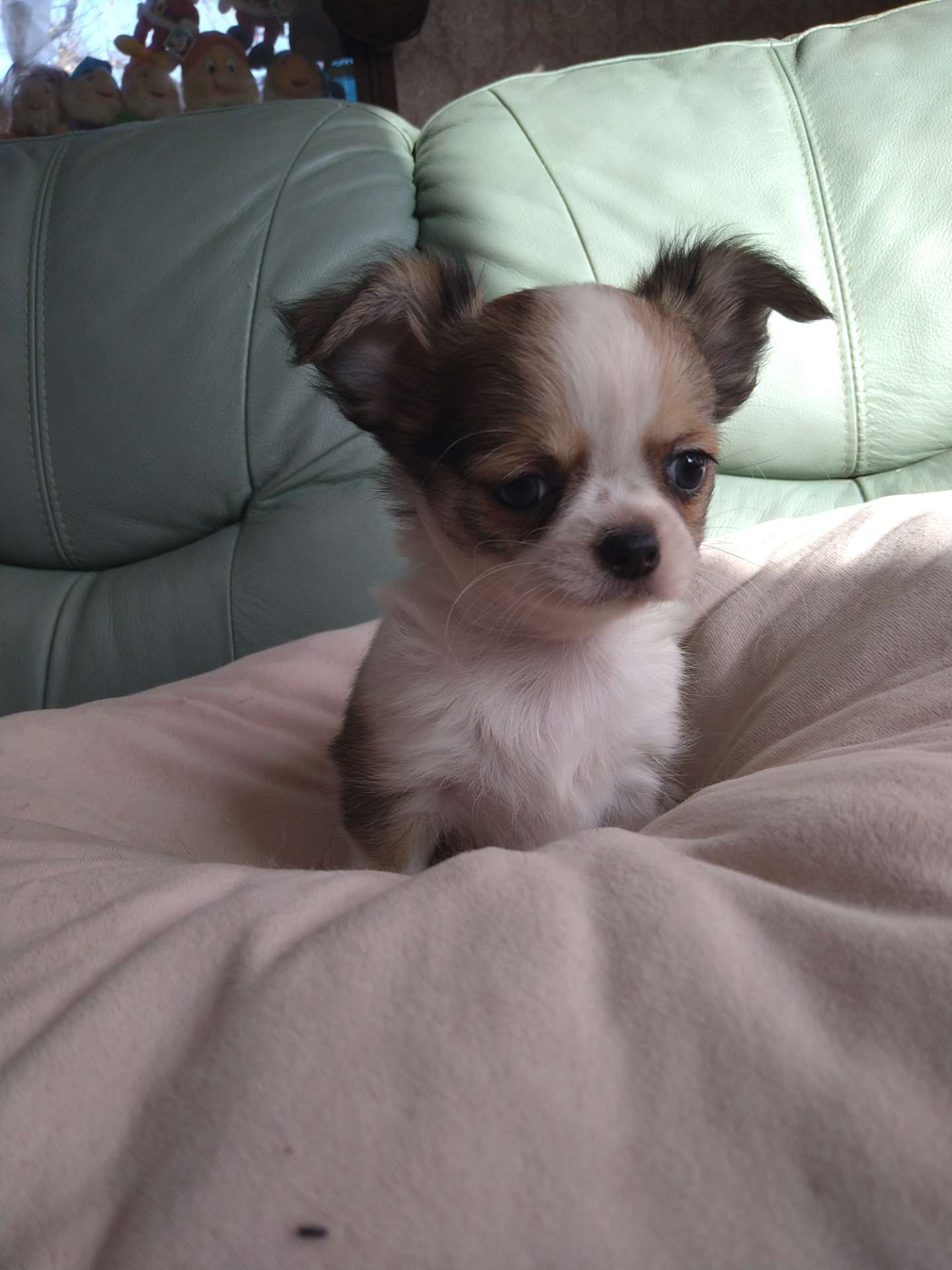 ロングチワワ生まれてます