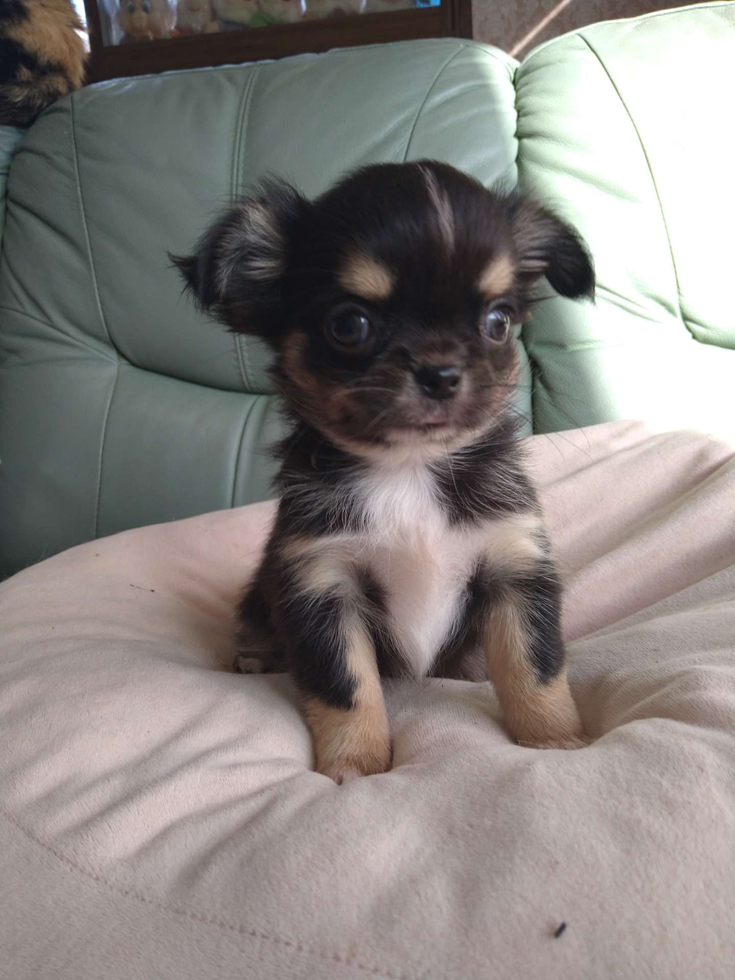 ロングチワワ、価格が決まりました。