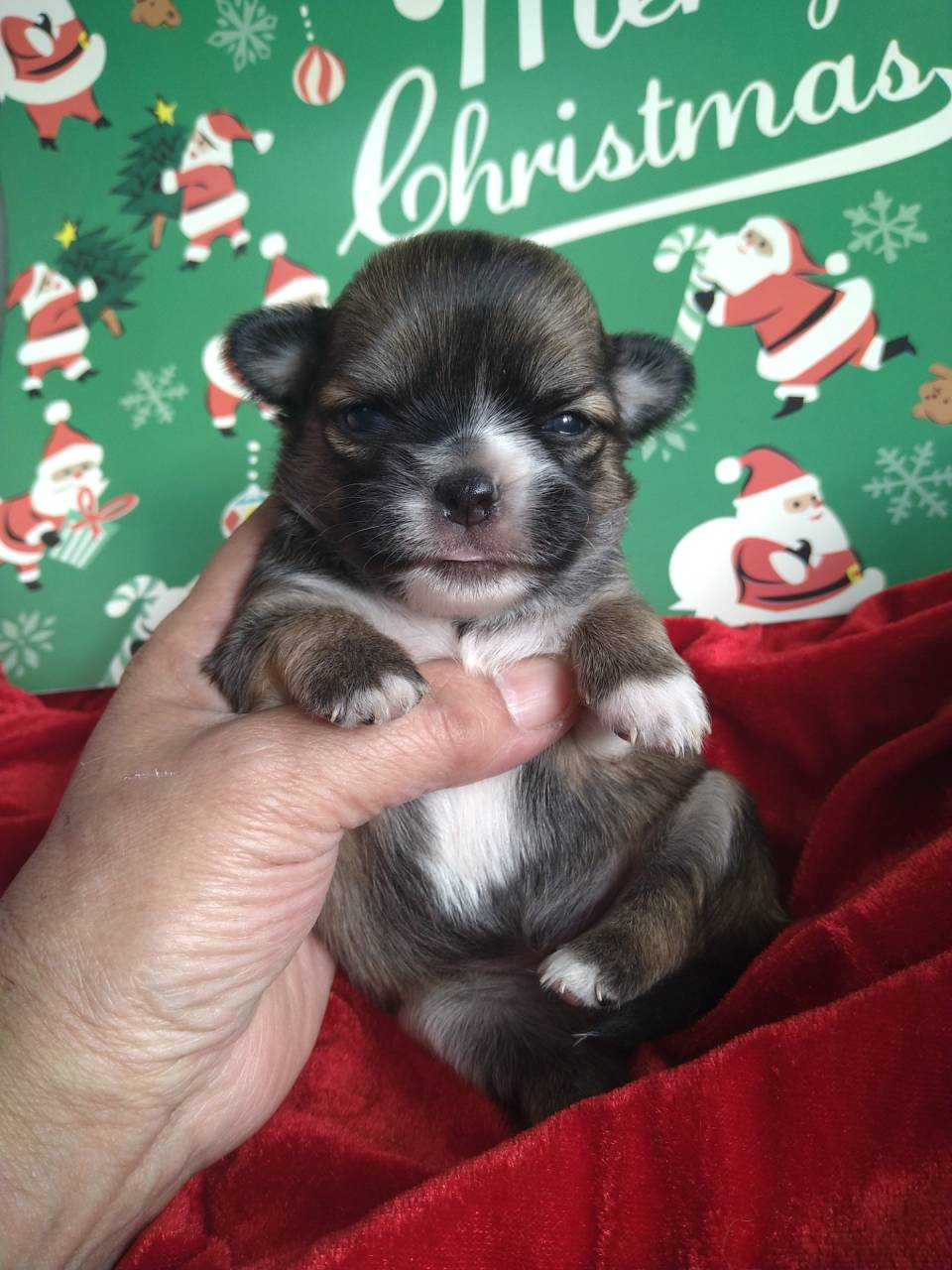 ロングチワワ女の子