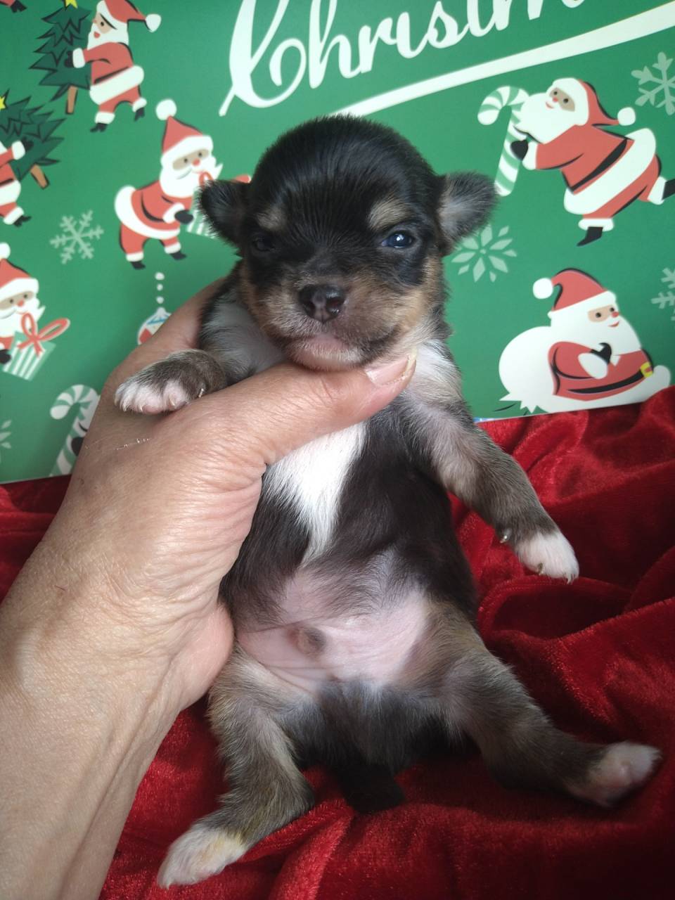 ロングチワワ追加します。