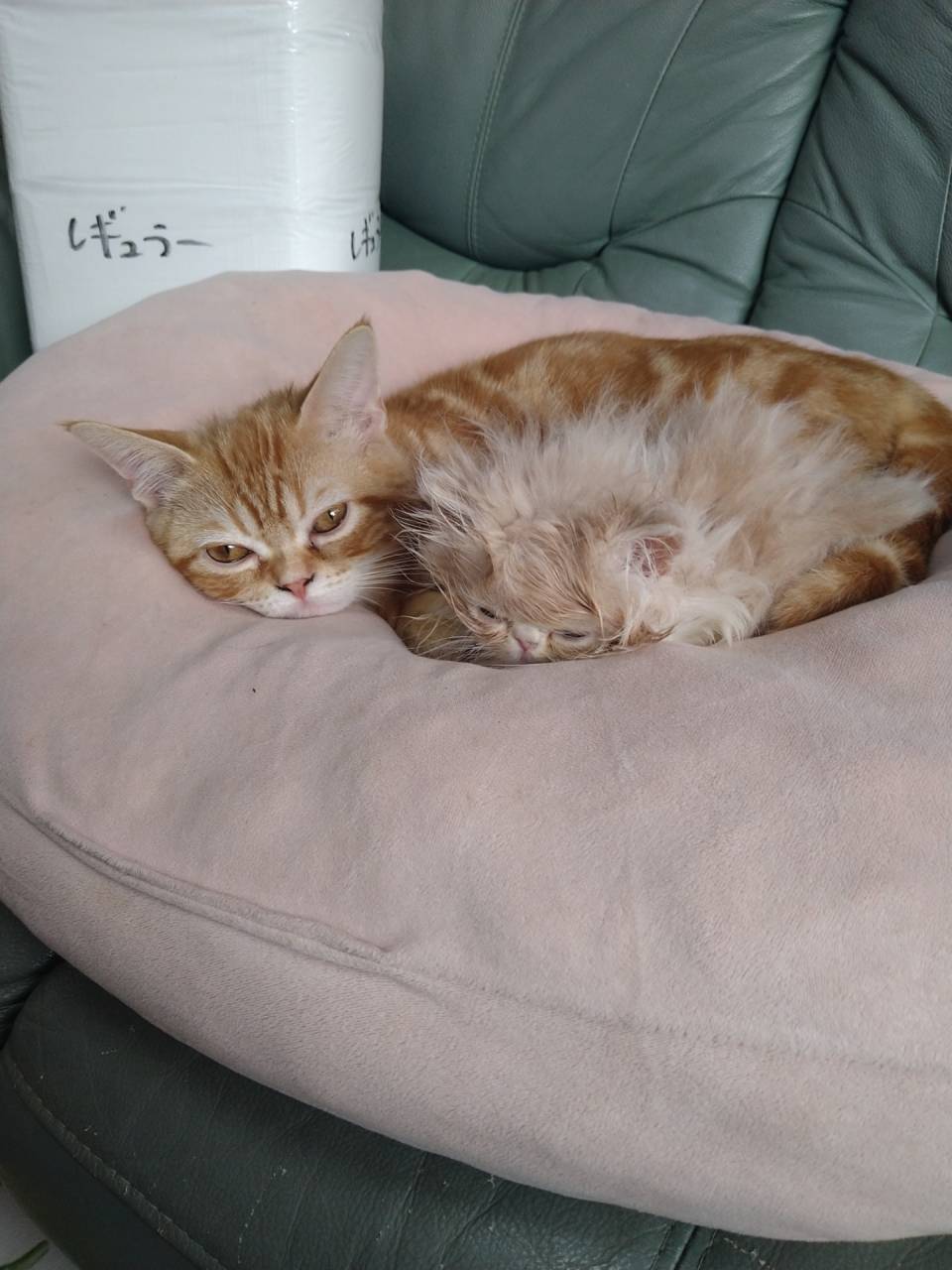 ムースのアイドル