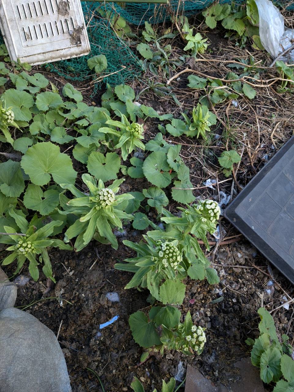 庭のふきのとうがふきになってました(笑)