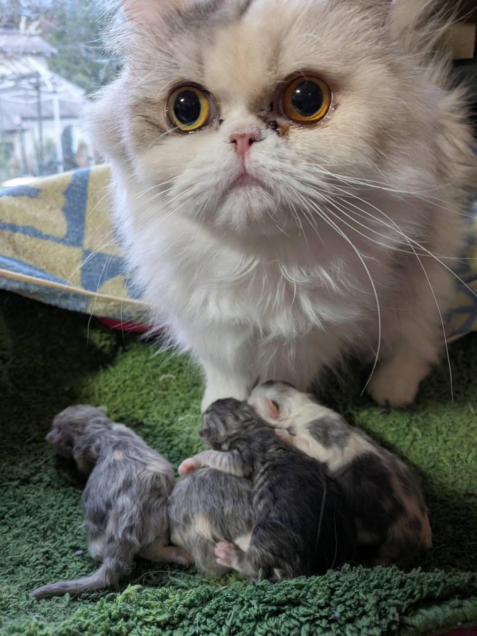 子猫が生まれました