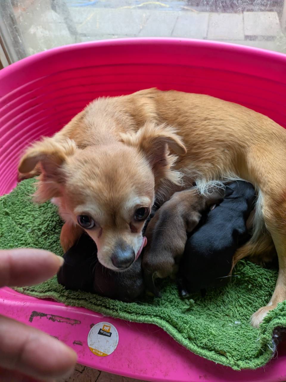ロングチワワが生まれました。