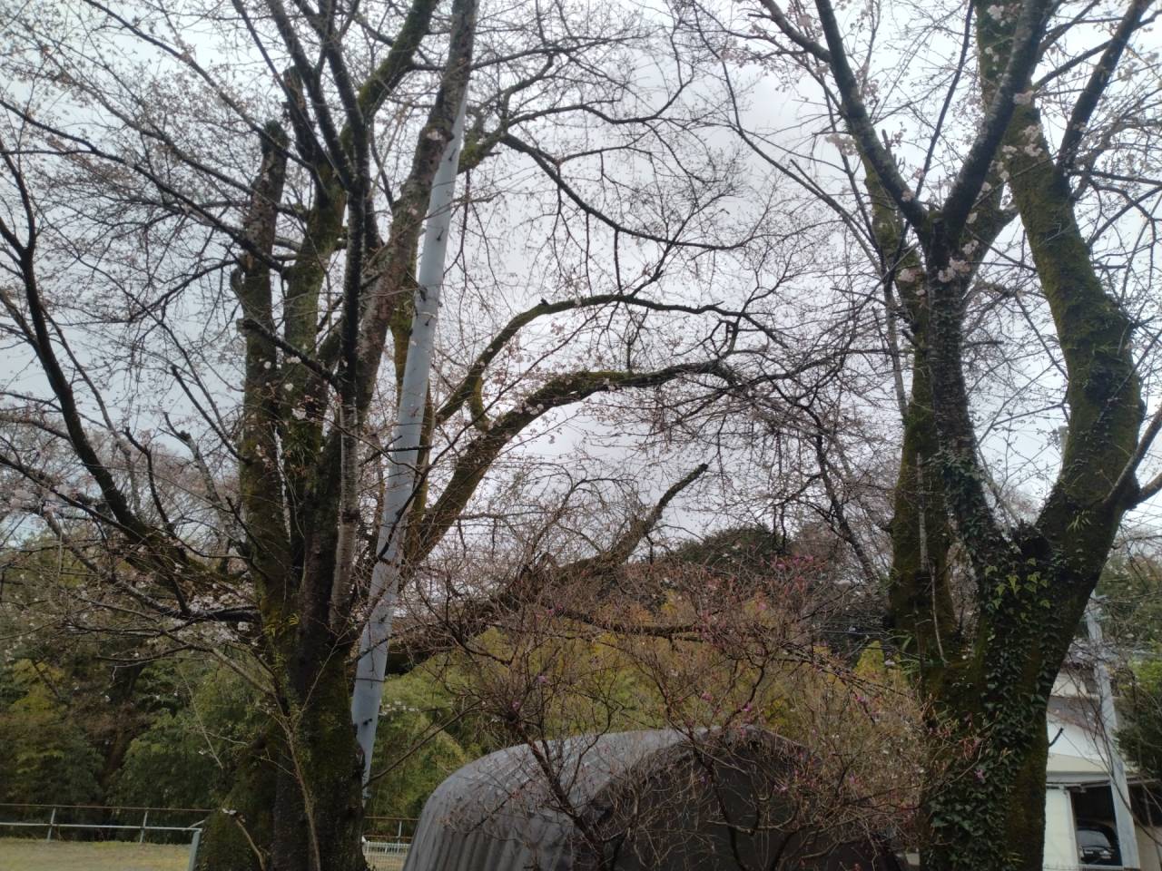 桜が咲き始めました。