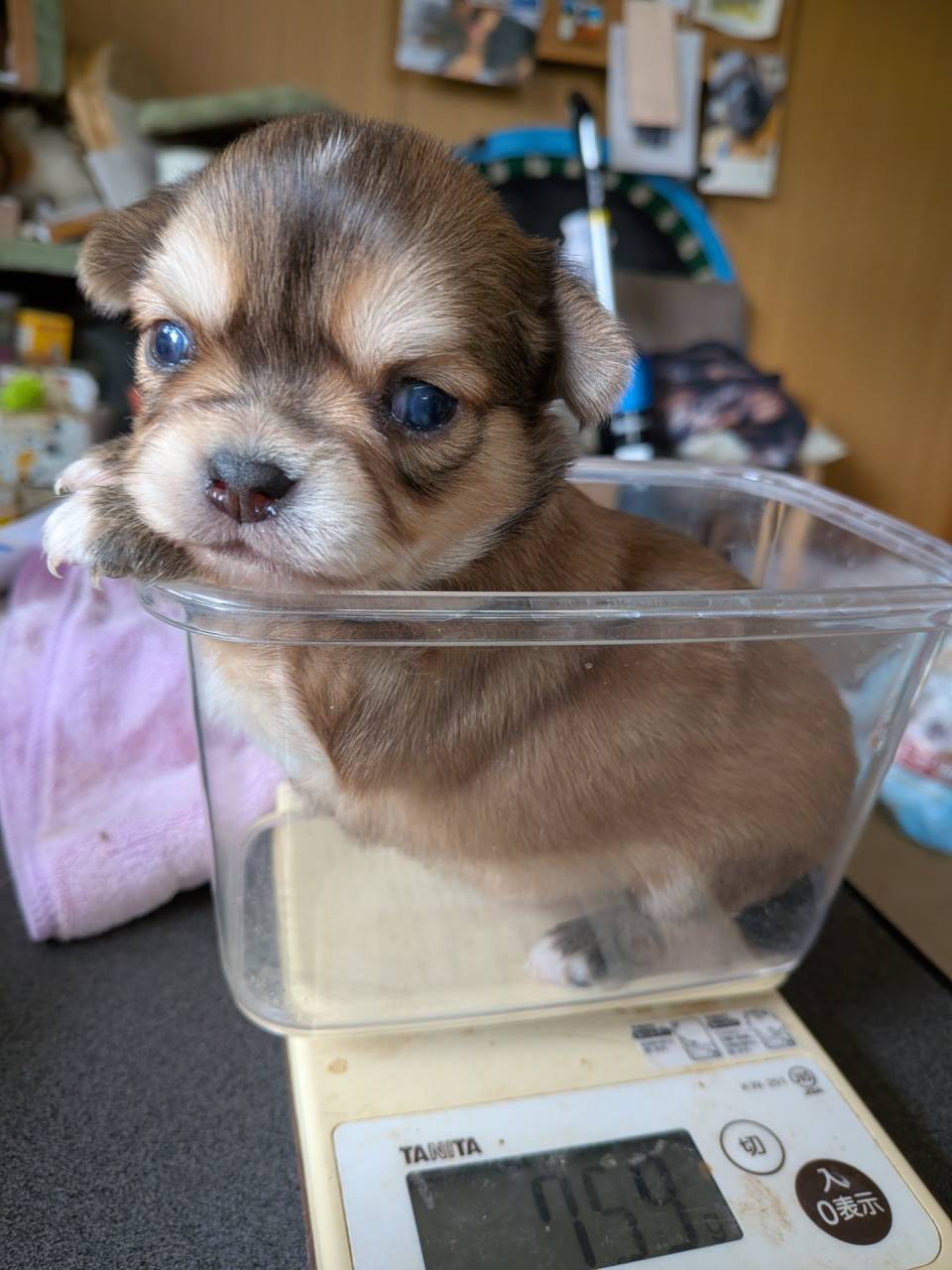 販売中の子犬、更新しました。