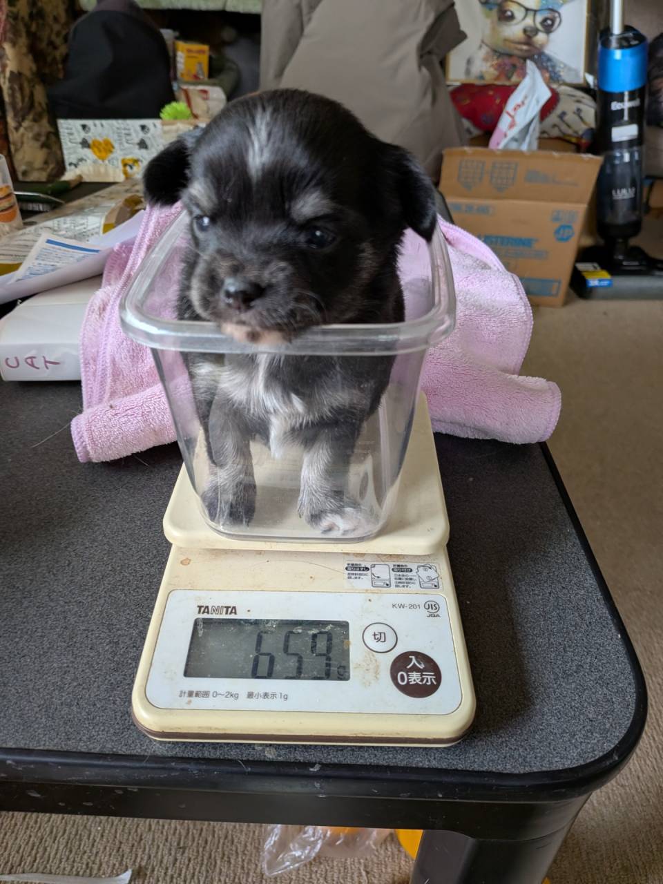 ロングチワワ生まれてます