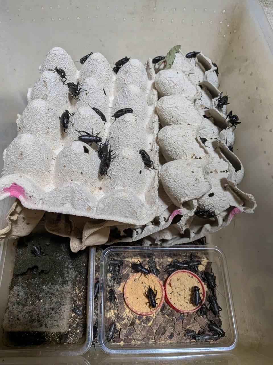 昆虫ショップではありません(笑)