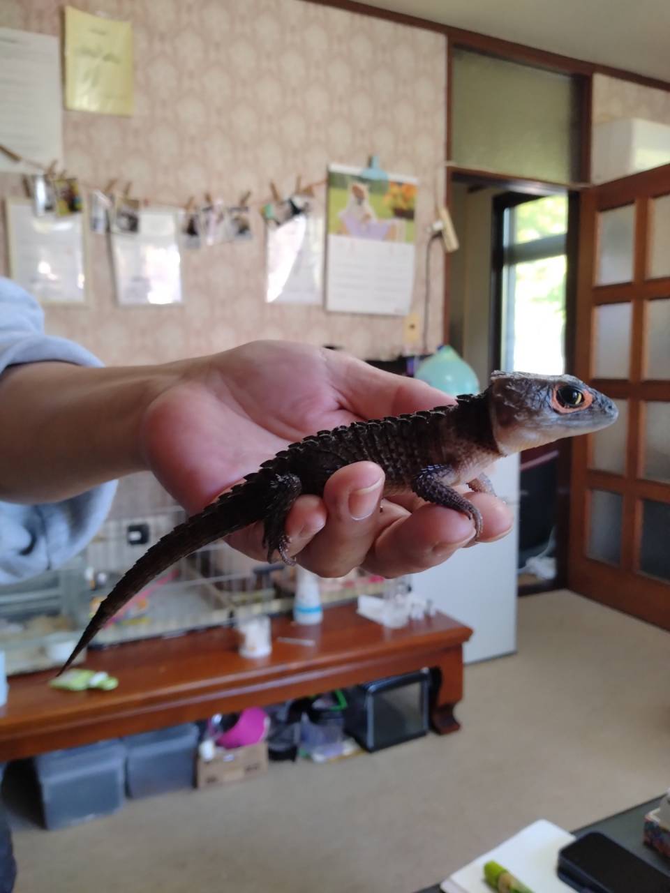 最近は犬・猫以外の話題ですいません(笑)