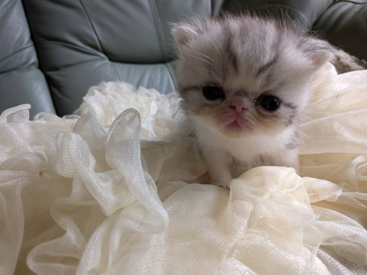 エキゾチックショートヘア