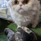 子猫が生まれました