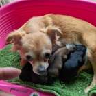 ロングチワワが生まれました。