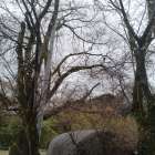 桜が咲き始めました。