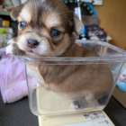 販売中の子犬、更新しました。