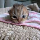 子猫が生まれました