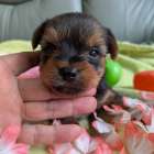 販売中の子犬、更新しました。